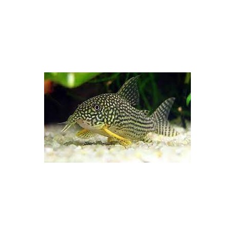 Corydora Sterbai