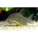 Corydora Sterbai