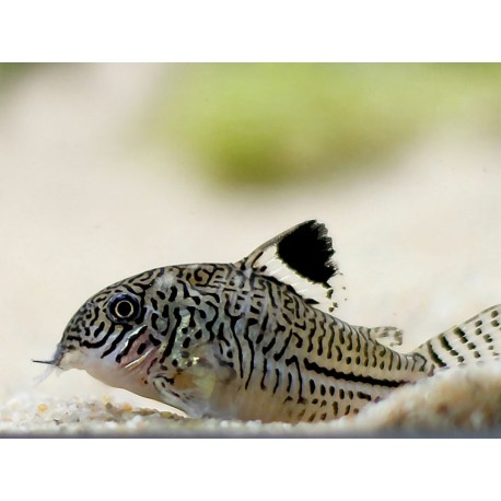 Corydora Julii