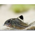 Corydora Julii