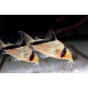Corydora Melini