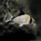Corydora Metae
