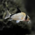 Corydora Metae