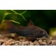 Corydora Black Venezuela
