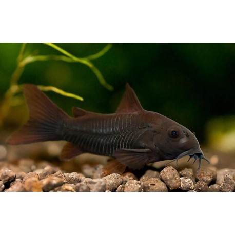 Corydora Black Venezuela