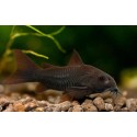 Corydora Black Venezuela