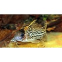 Corydora C141