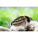 Corydora C/F Pulcher
