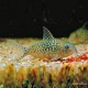 Corydora Agassizi Sodalis