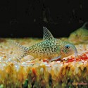 Corydora Agassizi Sodalis