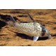 Corydora Delphax