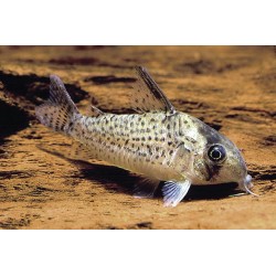 Corydora Delphax