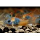 Corydora Venezolanus