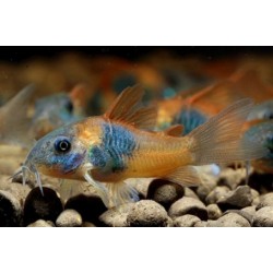 Corydora Venezolanus