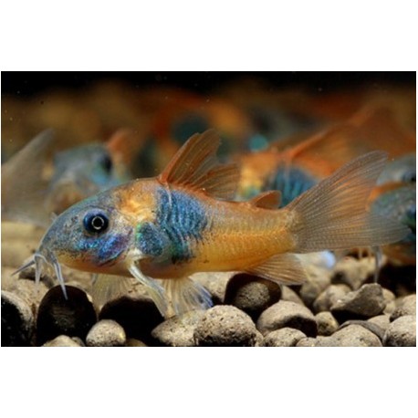 Corydora Venezolanus