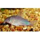 Corydora Similis