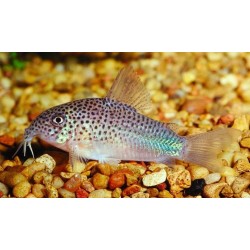 Corydora Similis