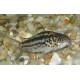 Corydora Nannus