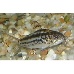 Corydora Nannus