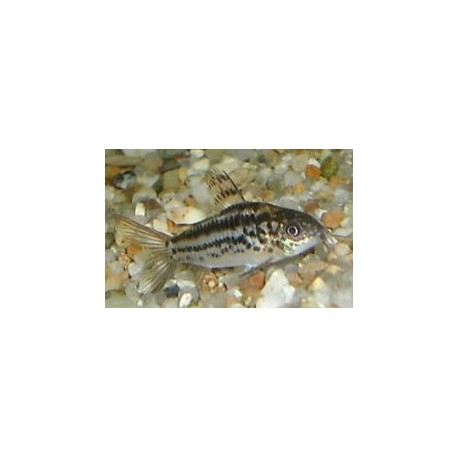 Corydora Nannus