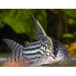 Corydora Schwartzi