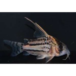 Corydora Schwartzi Hifin CW28