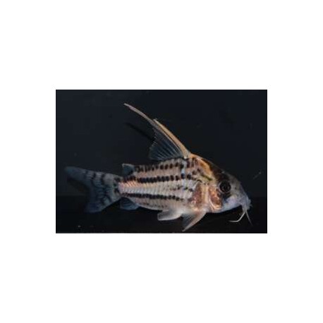 Corydora Schwartzi Hifin CW28