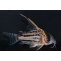 Corydora Schwartzi Hifin CW28