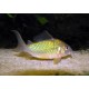 Brochis Splendens