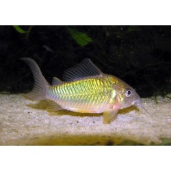Brochis Splendens