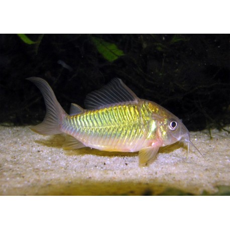 Brochis Splendens