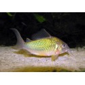 Brochis Splendens