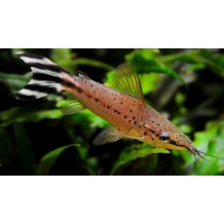 Dianema Urostriata.