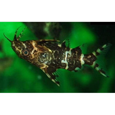 Synodontis Nigriventris. Real invertido