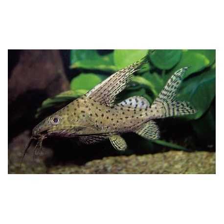 Synodontis Velifera
