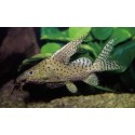 Synodontis Velifera