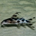 Synodontis Decorus