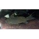 Synodontis Nigrita