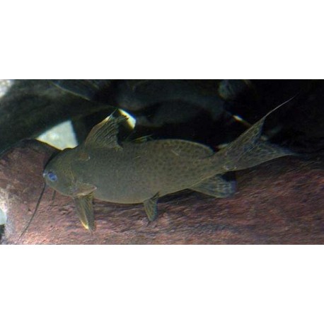 Synodontis Nigrita