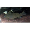 Synodontis Nigrita