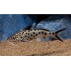 Synodontis Multipunctatus Black. Cuckoo