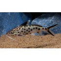 Synodontis Multipunctatus Black. Cuckoo