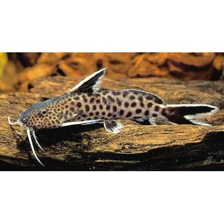 Synodontis Petricola Lucipina