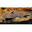Synodontis Petricola Lucipina