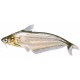 Schilbe Mystus