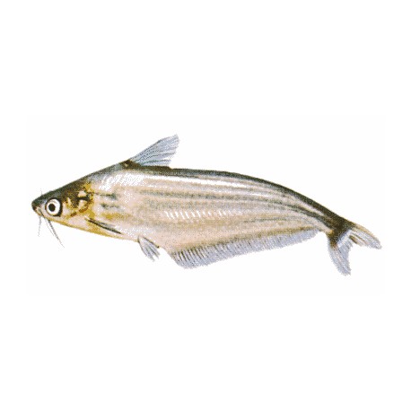 Schilbe Mystus