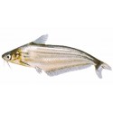 Schilbe Mystus