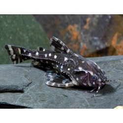 Agamyxis Pectinifrons