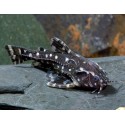 Agamyxis Pectinifrons