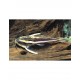 Platydoras Costatus Pez Garo Rafaelo